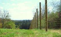 Deer Fence picture