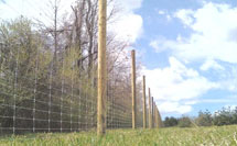 Deer Fence picture