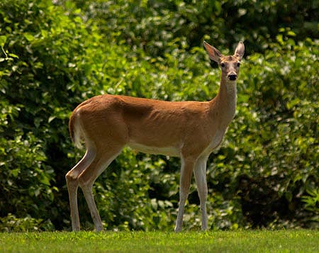 Deer Fence picture